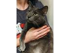 Big Boy, Russian Blue For Adoption In The Colony, Texas