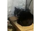 Checkers, Domestic Shorthair For Adoption In New York, New York