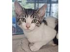 Tina, Domestic Shorthair For Adoption In West Palm Beach, Florida