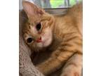 Pooky, Domestic Shorthair For Adoption In West Palm Beach, Florida