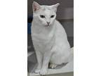 Charlotte, Domestic Shorthair For Adoption In West Palm Beach, Florida