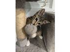 Rocky, Domestic Shorthair For Adoption In West Palm Beach, Florida