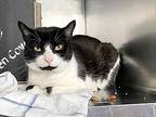 Half And Half, Domestic Shorthair For Adoption In New York, New York