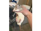 Splinter & Ralfe, Rat For Adoption In Faribault, Minnesota