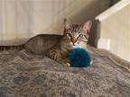 Matcha, Domestic Shorthair For Adoption In Vacaville, California