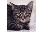 Starburst, Domestic Shorthair For Adoption In Fort Myers, Florida