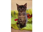 Dill, Domestic Shorthair For Adoption In Viroqua, Wisconsin