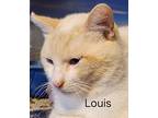 Louis, Siamese For Adoption In Ripon, California