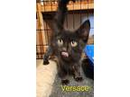 Versace, Domestic Longhair For Adoption In Ripon, California