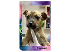 Fennell, Terrier (unknown Type, Medium) For Adoption In Gilbertsville