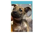 Sorrell, Terrier (unknown Type, Medium) For Adoption In Gilbertsville