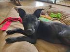 Parsley, Terrier (unknown Type, Medium) For Adoption In Gilbertsville
