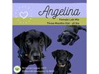 Angelina, Labrador Retriever For Adoption In Gilbertsville, Pennsylvania