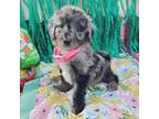 Aussiedoodle Puppy for sale in San Antonio, TX, USA