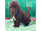 Aussiedoodle Puppy for sale in San Antonio, TX, USA