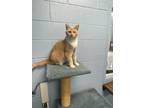 Nano, Domestic Shorthair For Adoption In Columbia City, Indiana