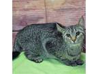Wilma, Domestic Shorthair For Adoption In Huntley, Illinois