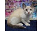 Rory, Siamese For Adoption In Huntley, Illinois