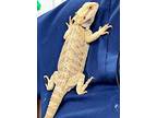 43462 - Mcfly, Lizard For Adoption In Ellicott City, Maryland