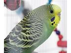 43320 - Tamarind, Parakeet - Other For Adoption In Ellicott City, Maryland