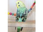43321 - Kiwi, Parakeet - Other For Adoption In Ellicott City, Maryland