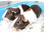 43306 - Baxter, Guinea Pig For Adoption In Ellicott City, Maryland
