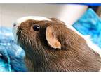 43303 - Bashful, Guinea Pig For Adoption In Ellicott City, Maryland