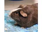 43307 - Boscoe, Guinea Pig For Adoption In Ellicott City, Maryland