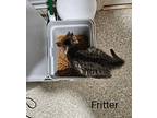 Fritter, Domestic Shorthair For Adoption In Virginia Beach, Virginia