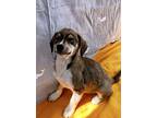 Reese, Terrier (unknown Type, Medium) For Adoption In Escondido, California