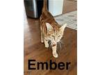 Ember, Domestic Shorthair For Adoption In Antioch, California