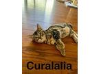 Curalalia, Domestic Shorthair For Adoption In Antioch, California