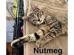 Nutmeg, Domestic Shorthair For Adoption In Antioch, California