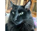 Earl, Domestic Mediumhair For Adoption In Youngsville, North Carolina