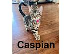 Caspian, Domestic Shorthair For Adoption In Antioch, California
