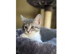Twilight, Domestic Shorthair For Adoption In Youngsville, North Carolina