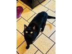 Chipps, Domestic Shorthair For Adoption In Trenton, New Jersey