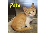 Pete, Domestic Shorthair For Adoption In Macon, Georgia