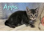 Appa, Domestic Shorthair For Adoption In Macon, Georgia