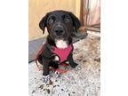 Rocket Man, Labrador Retriever For Adoption In Tracy, California