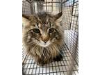 Jeremiah, Domestic Longhair For Adoption In Gillette, Wyoming