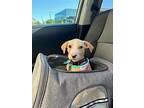 Sadie Avail After 6/11, Labrador Retriever For Adoption In Evergreen, Colorado