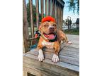 Nadene, American Pit Bull Terrier For Adoption In Marshall, Missouri