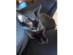 Kit-cat, Domestic Shorthair For Adoption In Lebanon, Oregon