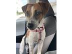 Zoe, Jack Russell Terrier For Adoption In Revere, Massachusetts