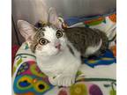 Bean Stalk, Domestic Shorthair For Adoption In Stanhope, New Jersey