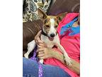 Walker/kirby Dd, Parson Russell Terrier For Adoption In Columbia, Tennessee