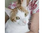 Valentino #feline-heart-throb, Domestic Shorthair For Adoption In Houston, Texas