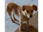Sammy Sosa, Border Terrier For Adoption In Tampa, Florida