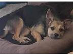 Lotus, Border Terrier For Adoption In Tampa, Florida